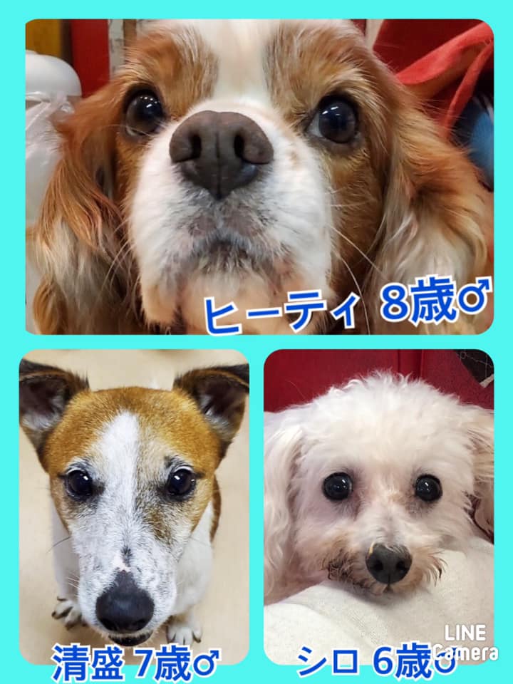 🐾今日の里親様募集中ワンコ🐶メンバーです🐾2020,10,27